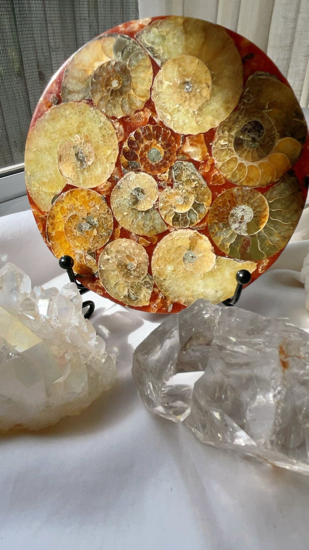 Fossil Ammonite Plate with Stand