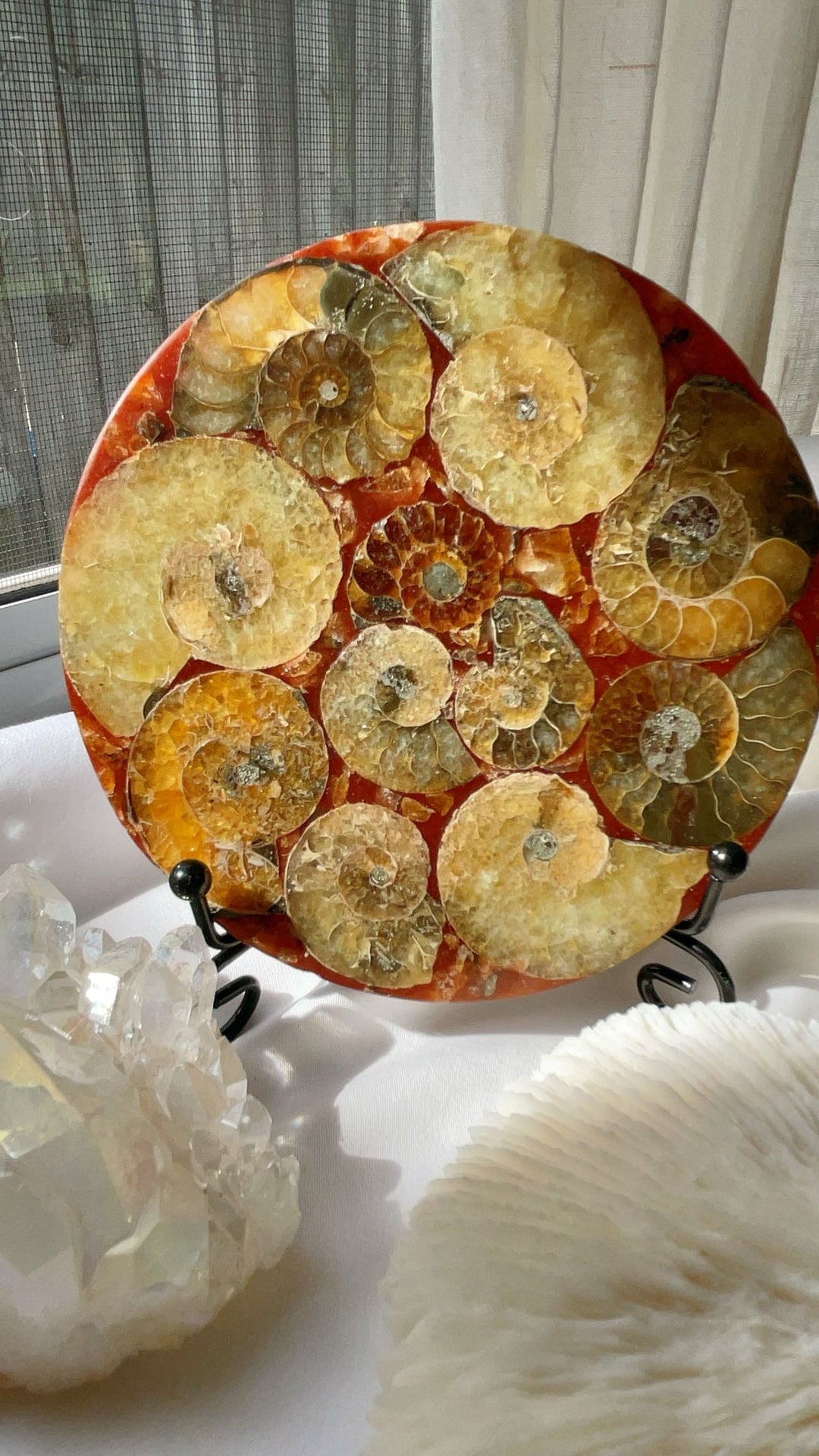Fossil Ammonite Plate with Stand