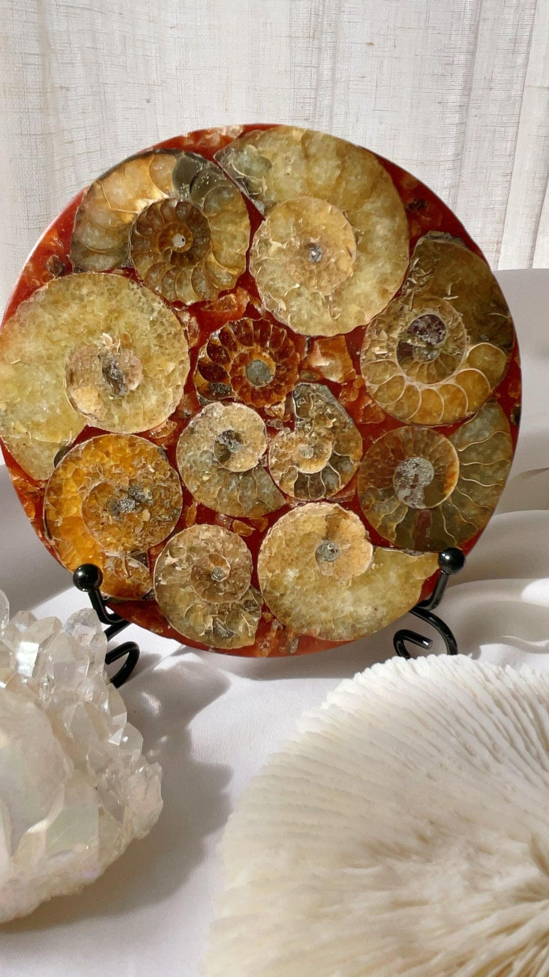 Fossil Ammonite Plate with Stand
