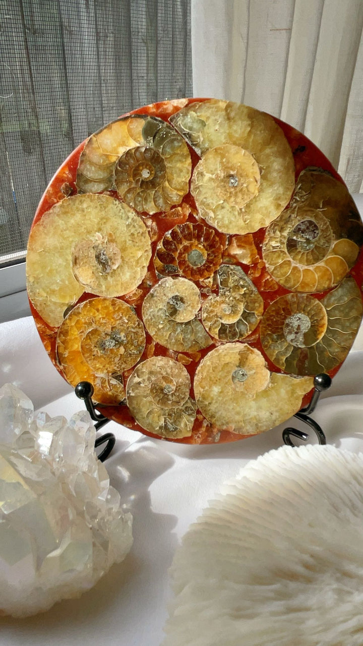 Fossil Ammonite Plate with Stand