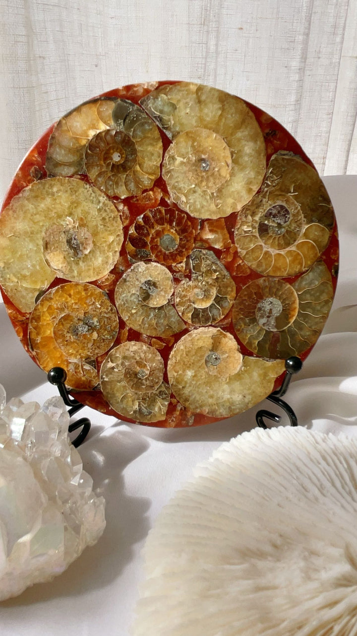 Fossil Ammonite Plate with Stand